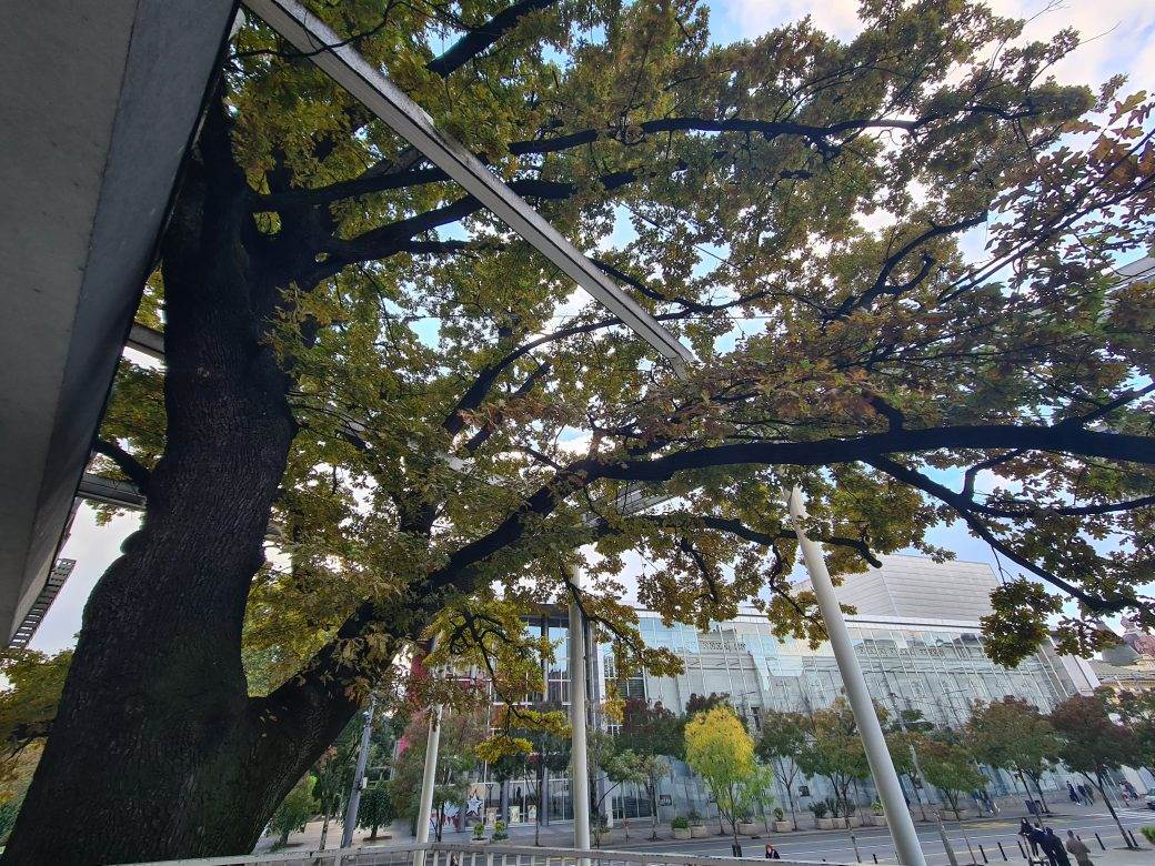 Beograd najstarije drvo na cvetnom trgu