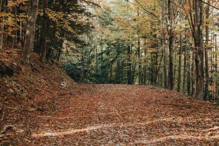 bobija ljubovija azbukovica