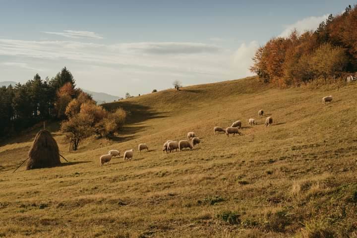 bobija ljubovija azbukovica