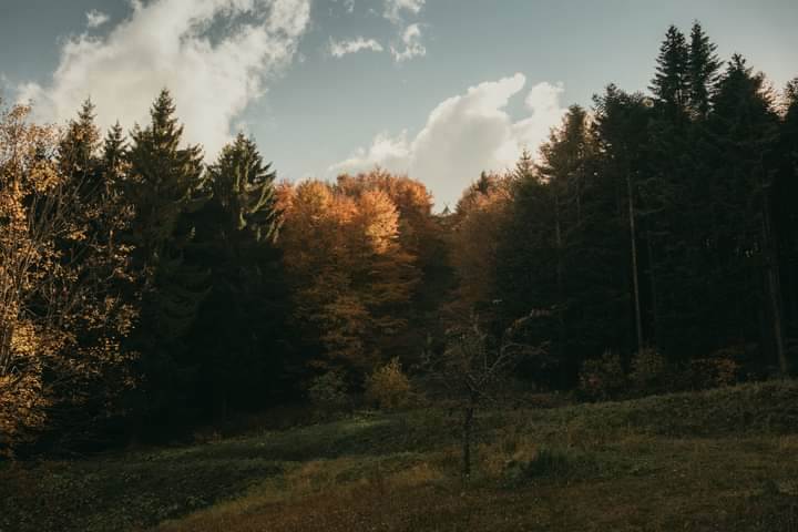 bobija ljubovija azbukovica