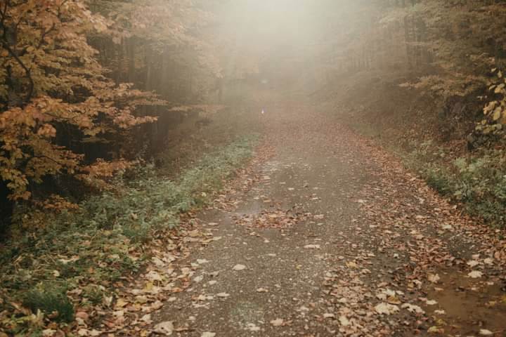 bobija ljubovija azbukovica