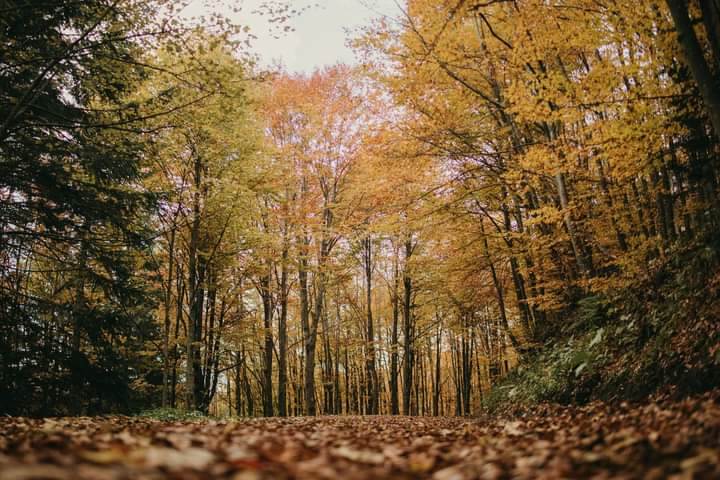 bobija ljubovija azbukovica