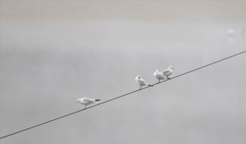 beograd zagadjen vazduh magla ada ciganlija fotografije