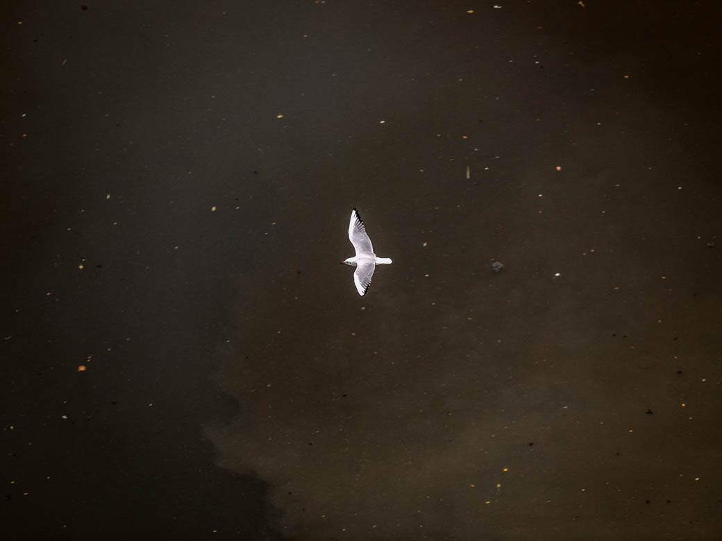 ada ciganlija rukavac smrad ciscenje srbija vode