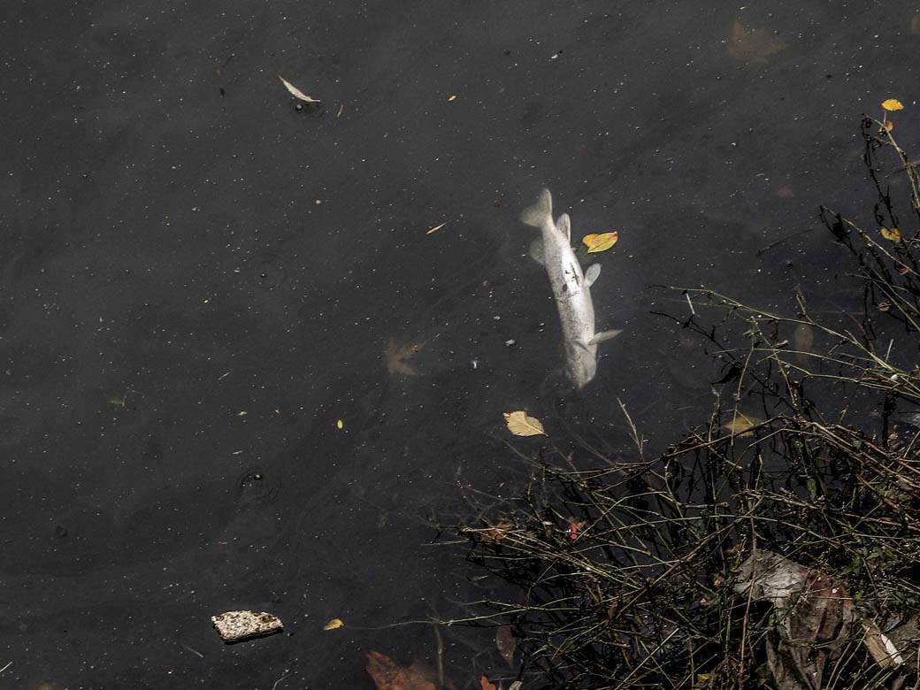 ada ciganlija rukavac smrad ciscenje srbija vode