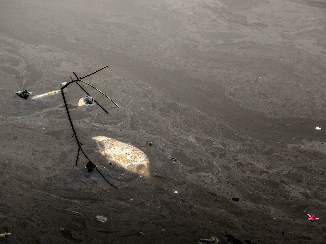 ada ciganlija rukavac smrad ciscenje srbija vode