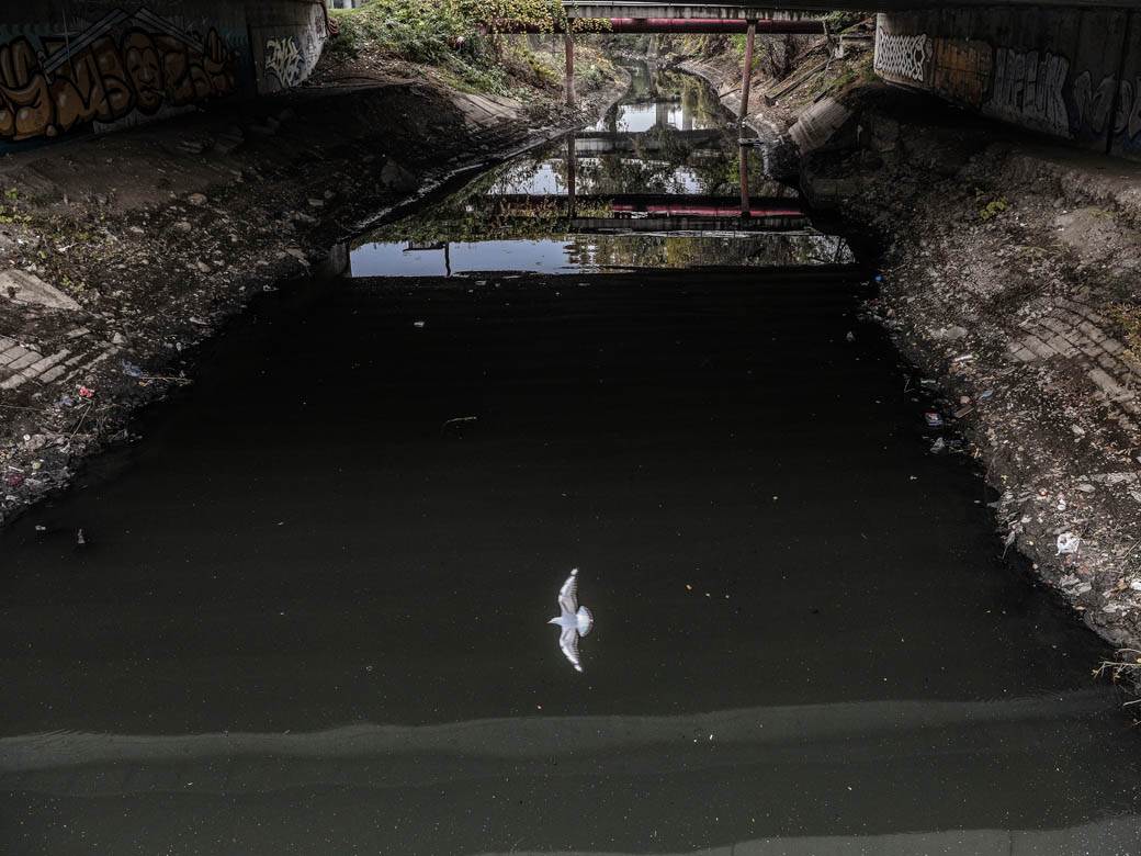 ada ciganlija rukavac smrad ciscenje srbija vode