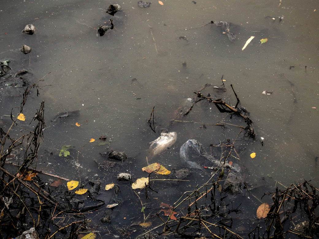 ada ciganlija rukavac smrad ciscenje srbija vode