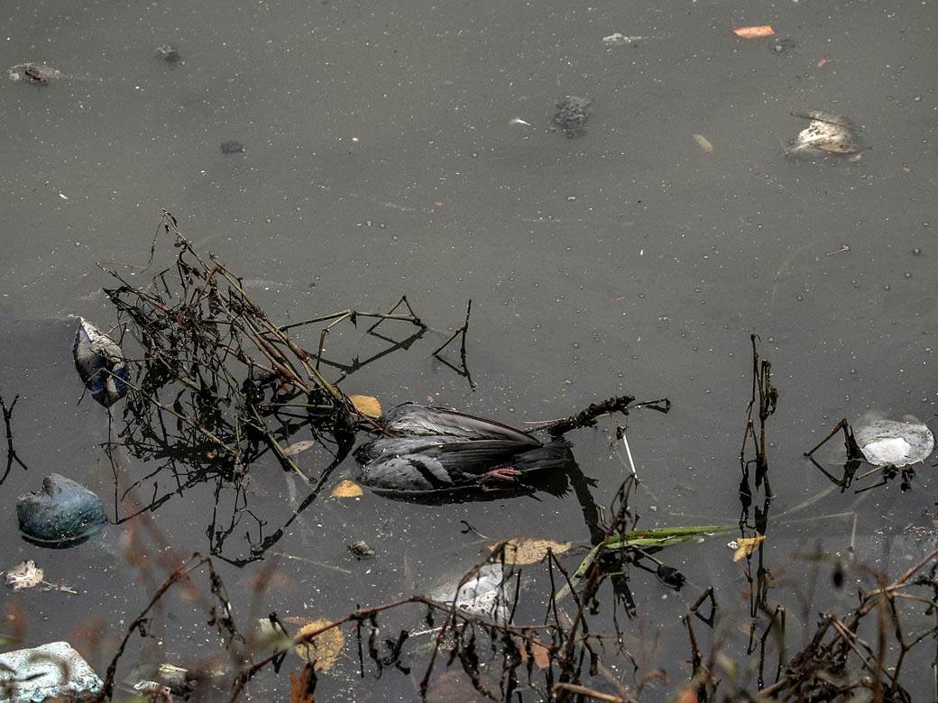 ada ciganlija rukavac smrad ciscenje srbija vode