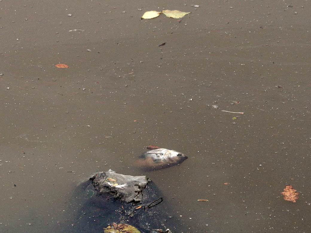 ada ciganlija rukavac smrad ciscenje srbija vode