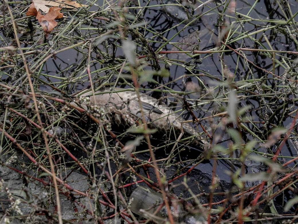 ada ciganlija rukavac smrad ciscenje srbija vode