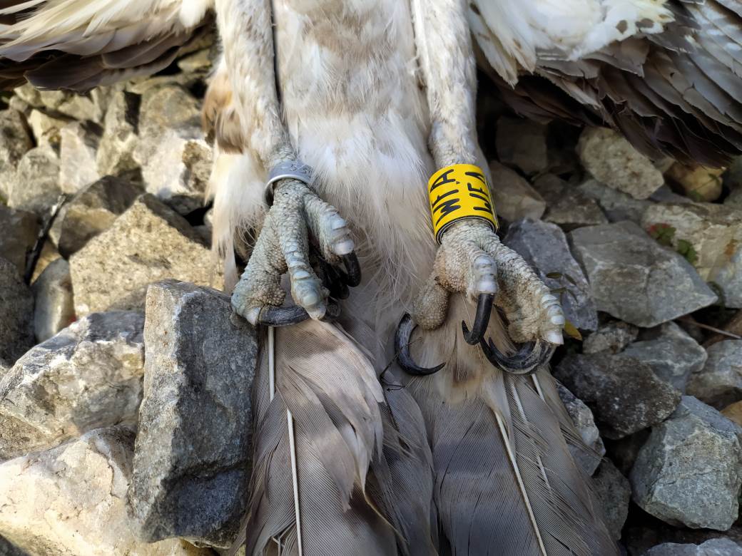 orao ribar smrt struja grdelicka klisura dalekovod dzpps