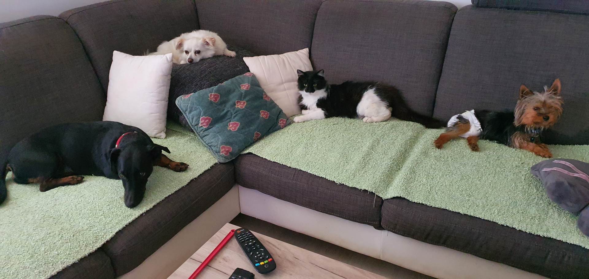 udomili povredjene pse i macke djulijeta bracni par sin umro od karcinoma