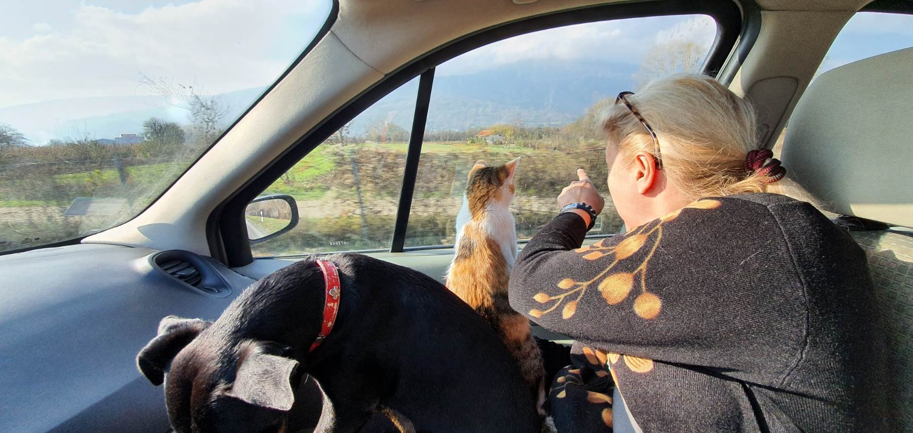 udomili povredjene pse i macke djulijeta bracni par sin umro od karcinoma