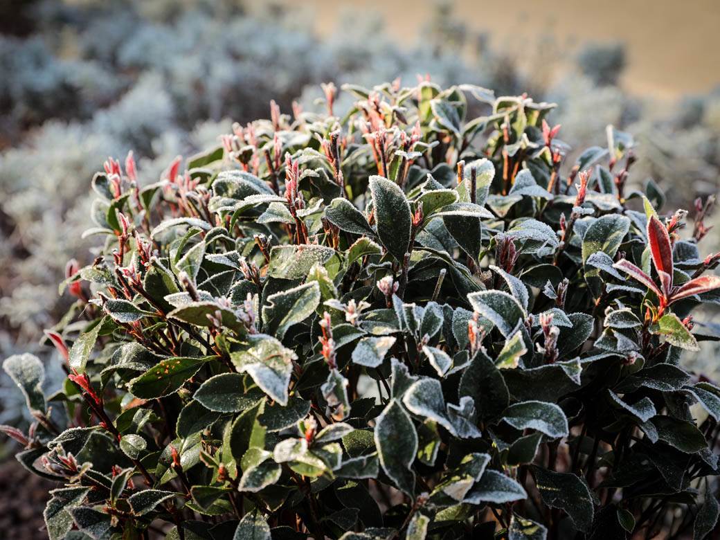 zima mraz beograd hladno vremenska prognoza fotografije