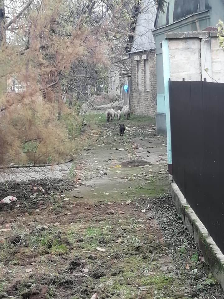 prasici na ulici backo petrovo selo fotografije