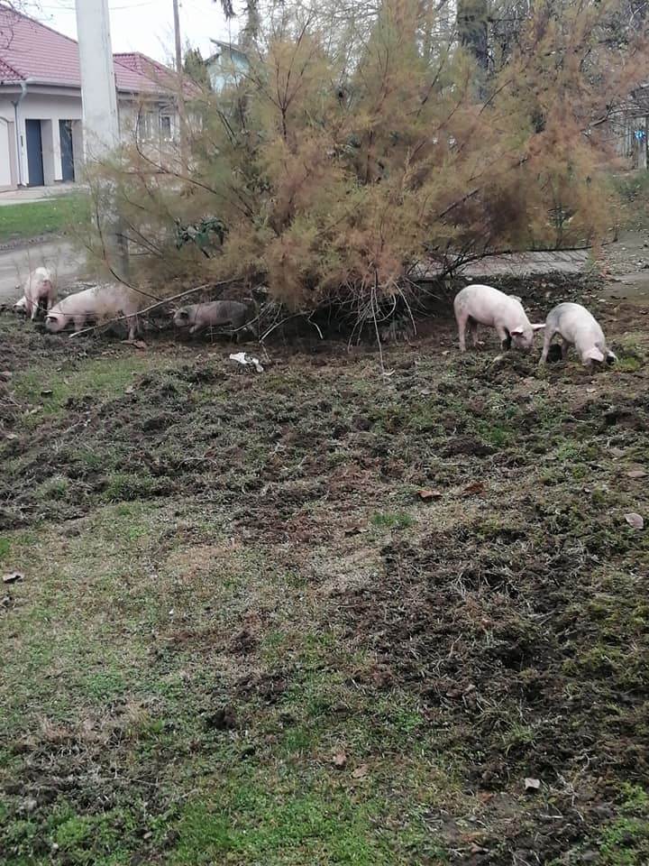 prasici na ulici backo petrovo selo fotografije