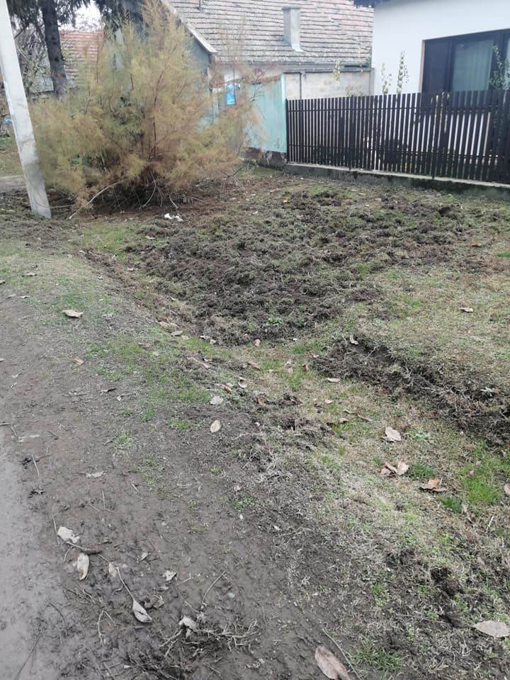 prasici na ulici backo petrovo selo fotografije