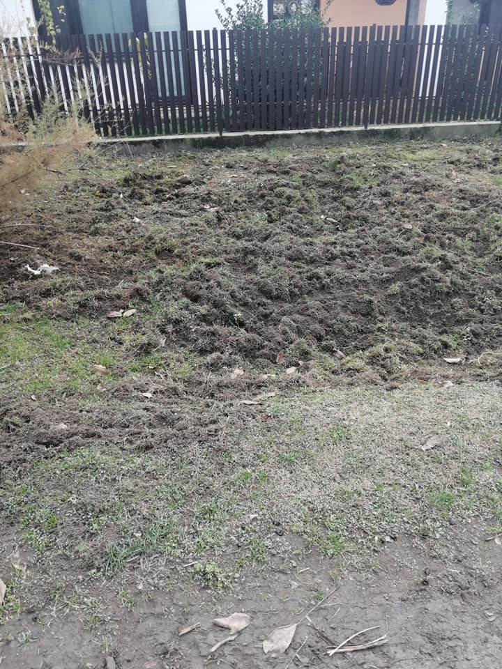 prasici na ulici backo petrovo selo fotografije