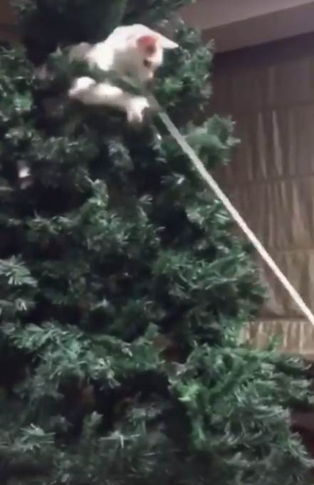 jelena karleusa nova godina ukrasi u kuci pevacica pokazala kako je okitila jelku i dvoriste foto