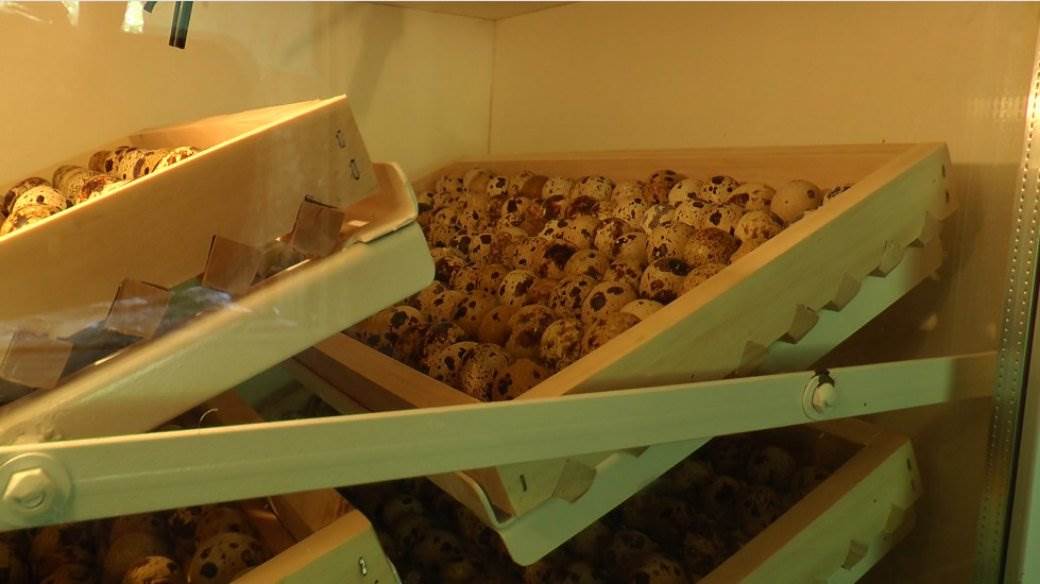 prepelicja jaja prepelice vitamini imunitet