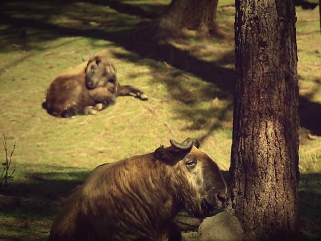 butan najsrecnija zemlja na svetu zanimljivosti cinjenice