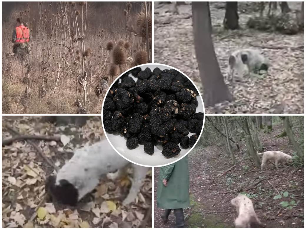 sakupljanje tartufa u srbiji