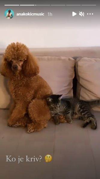 ana kokic jelka kicenje haos u kuci 