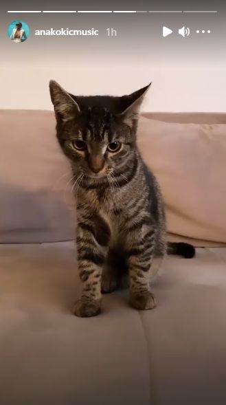 ana kokic jelka kicenje haos u kuci 