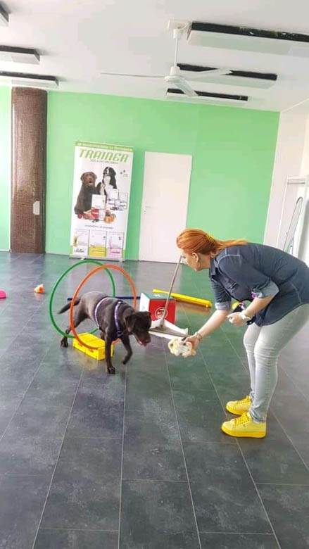 kucni ljubimci petarde docek pomoc saveti