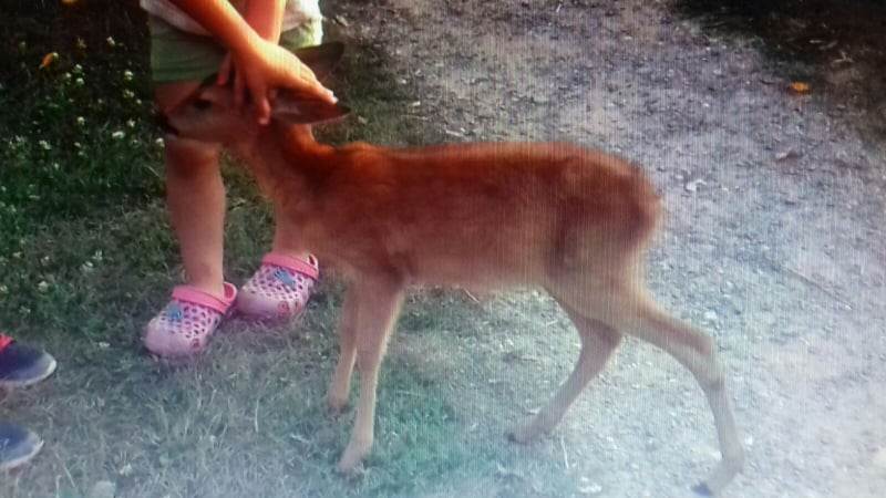 marija krivaja srna i lane kod prijedora selo busnova