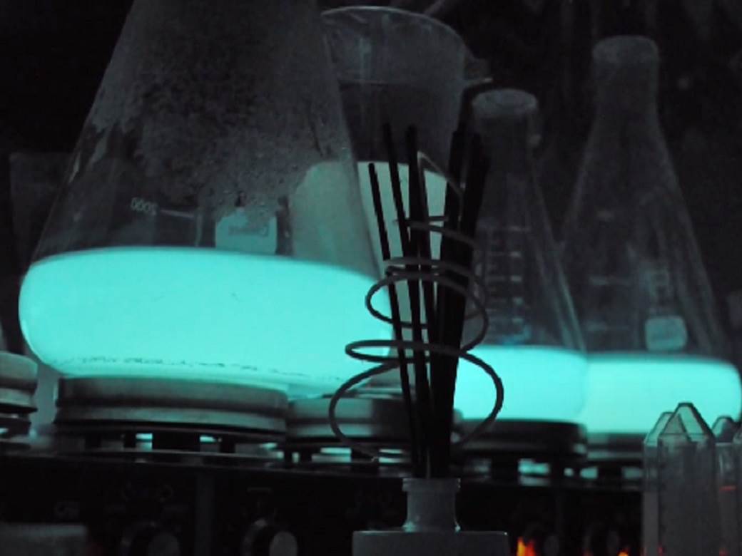 lampe buducnosti bioluminescentne lampe svetlece alge bakterije 