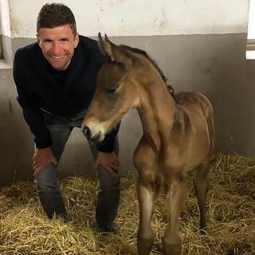 Tomas Miler zlostavlja konje zbog sperme