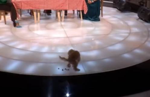 milica todorovic pas uneredio se balkanskom ulicom foto