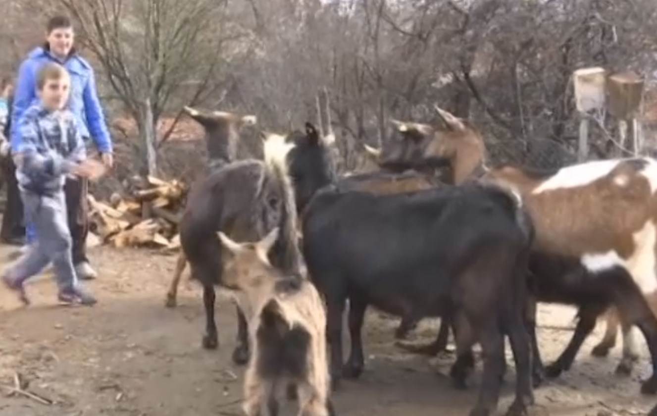 porodica trajkovic donja trnica sedmoro dece pomoc