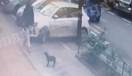 beograd slavija muskarac sutnuo psa stene nasao dom napad video snimak