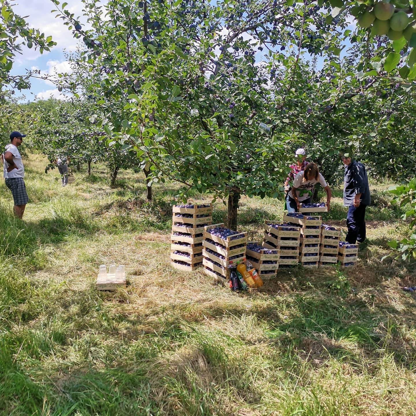 narucivanje domace hrane preko interneta