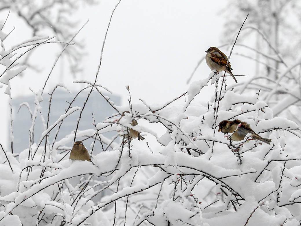 prognoza za januar februar i prolece da li ce biti snega