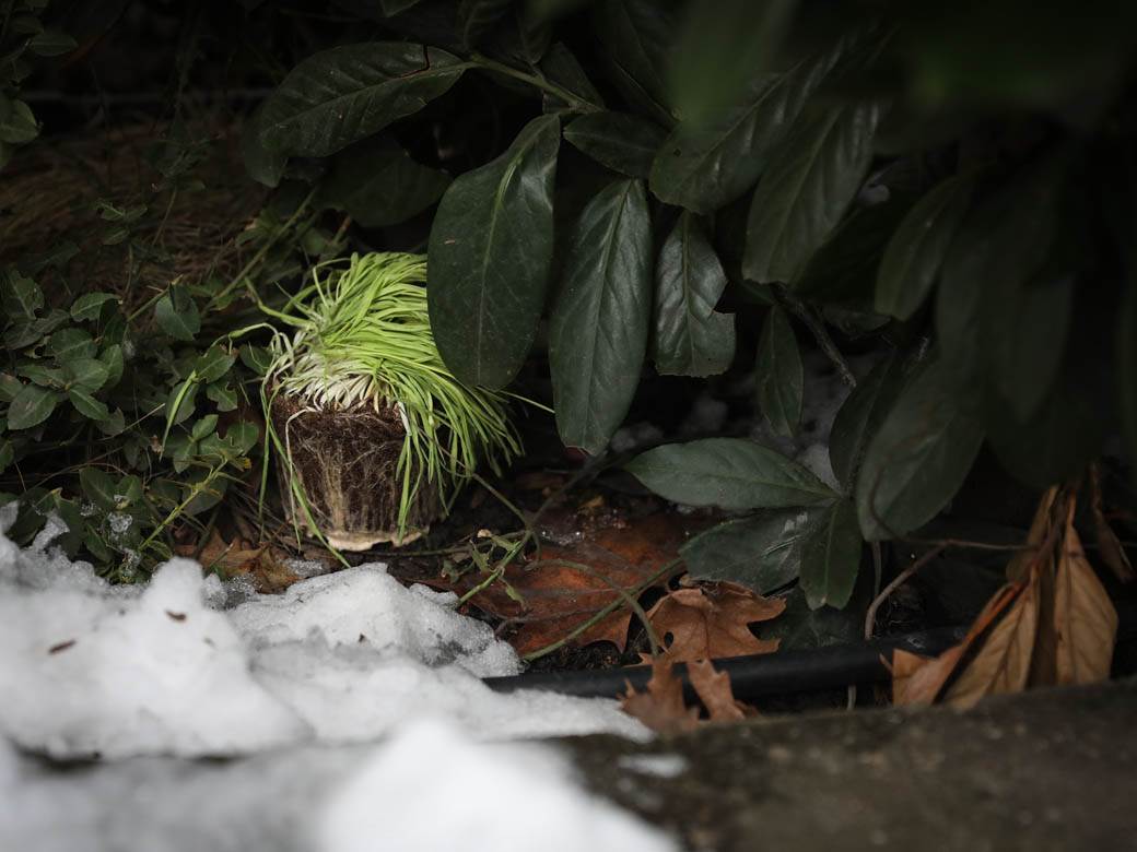 badnjak gde ga ostaviti posle bozica beograd baceni po ulici