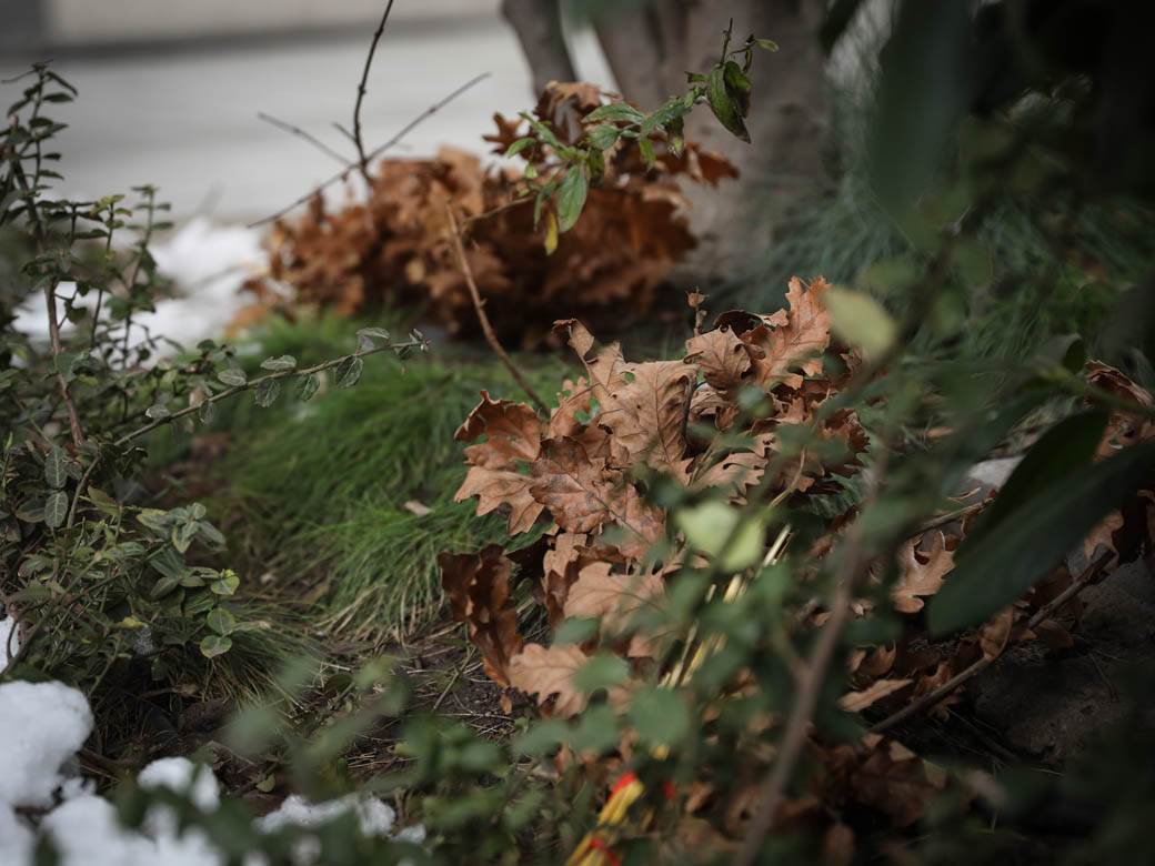 badnjak gde ga ostaviti posle bozica beograd baceni po ulici