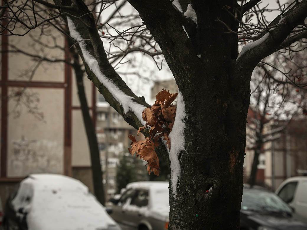 badnjak gde ga ostaviti posle bozica beograd baceni po ulici