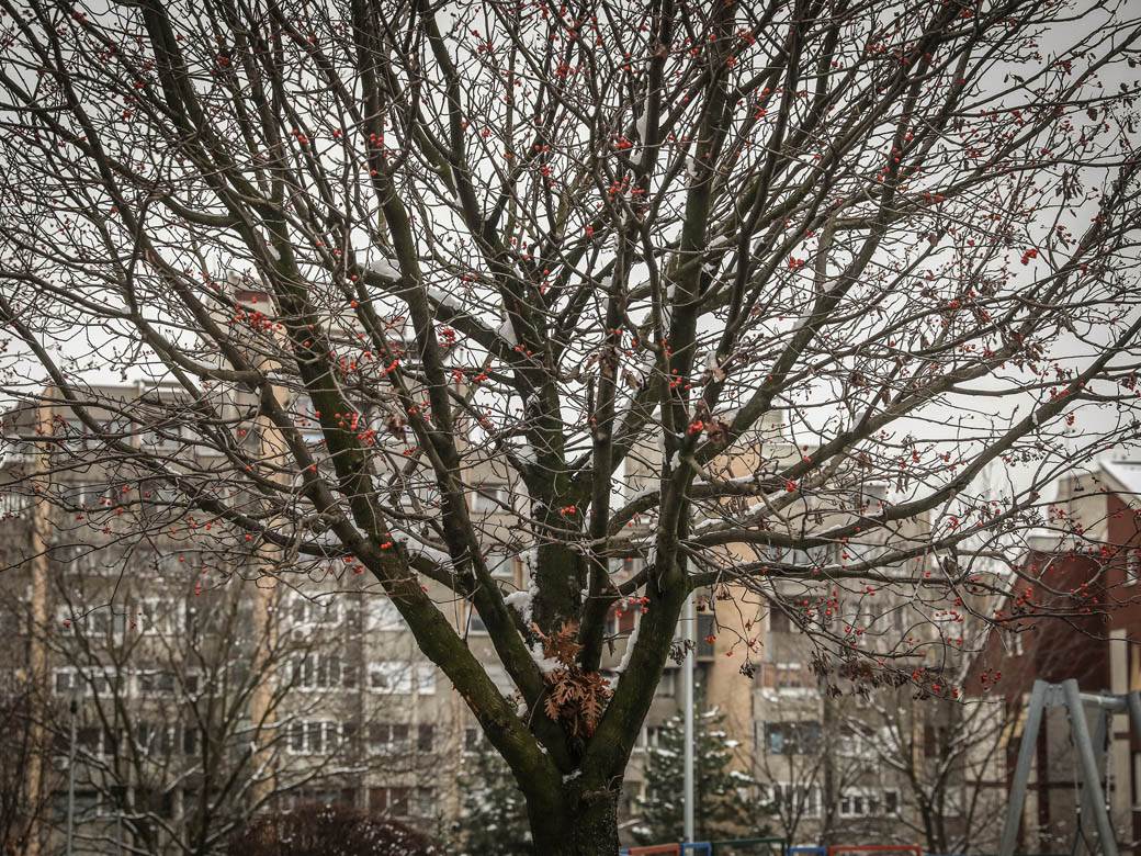 badnjak gde ga ostaviti posle bozica beograd baceni po ulici