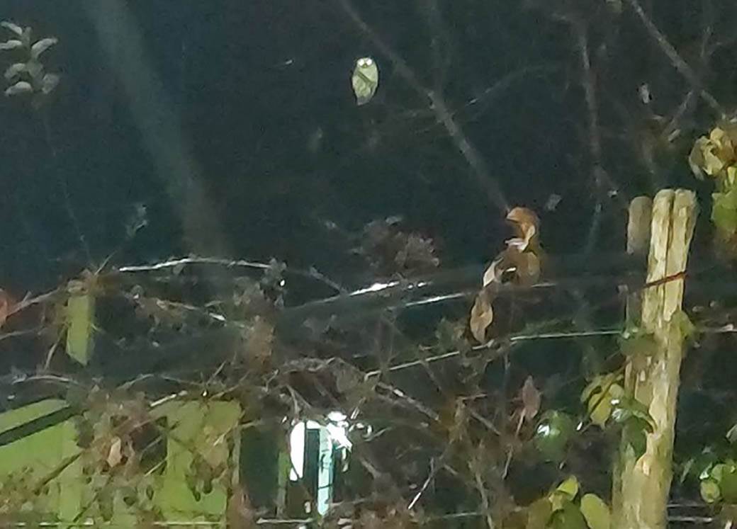 prijepolje sova kukumavka bele boje vidjena genetski poremecaj pigment boja foto