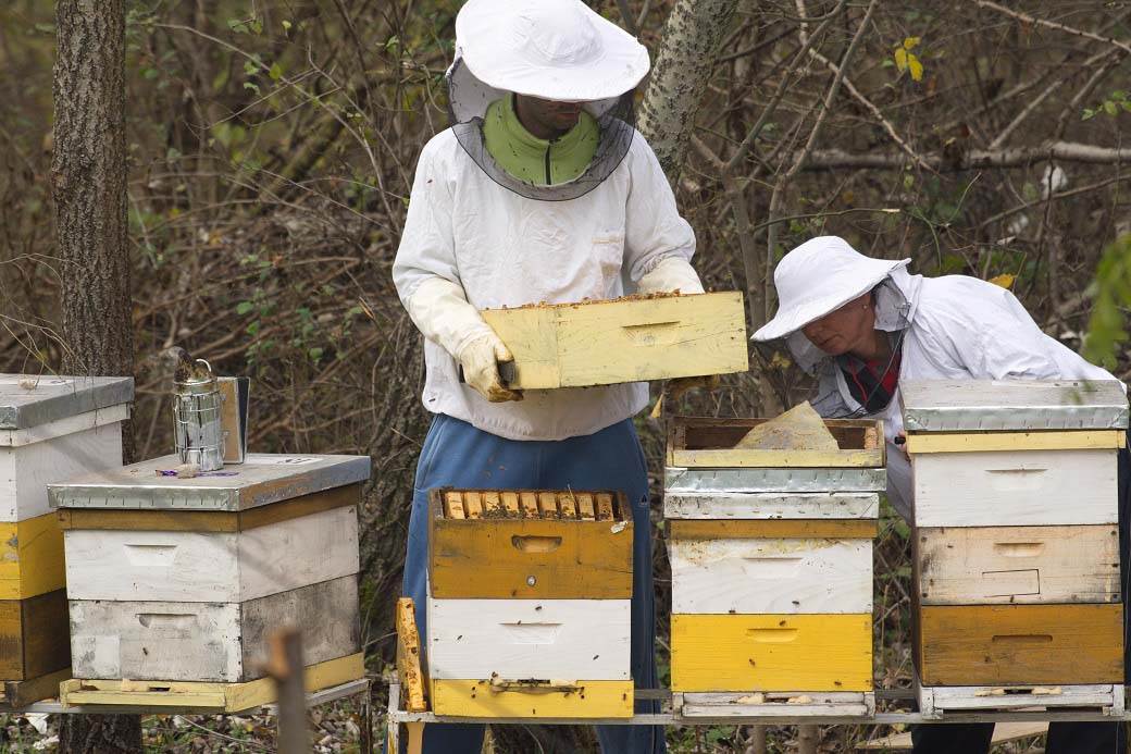 med bagremov med kako prepoznati pravi i lazni med koji je med najbolji lazarevo pcelari