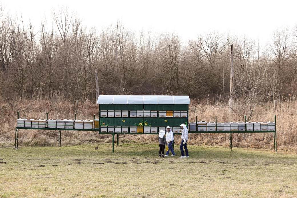 med bagremov med kako prepoznati pravi i lazni med koji je med najbolji lazarevo pcelari