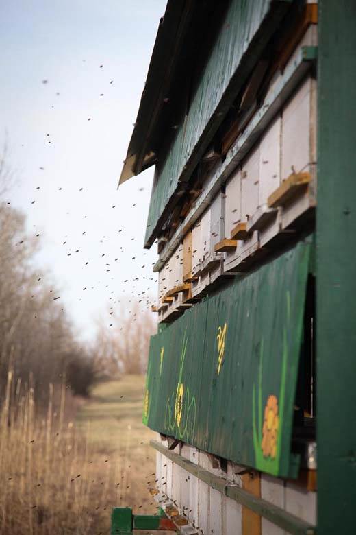med bagremov med kako prepoznati pravi i lazni med koji je med najbolji lazarevo pcelari