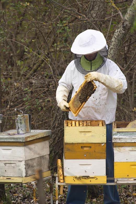 med bagremov med kako prepoznati pravi i lazni med koji je med najbolji lazarevo pcelari