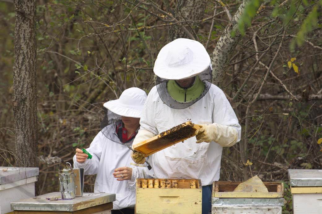 med bagremov med kako prepoznati pravi i lazni med koji je med najbolji lazarevo pcelari