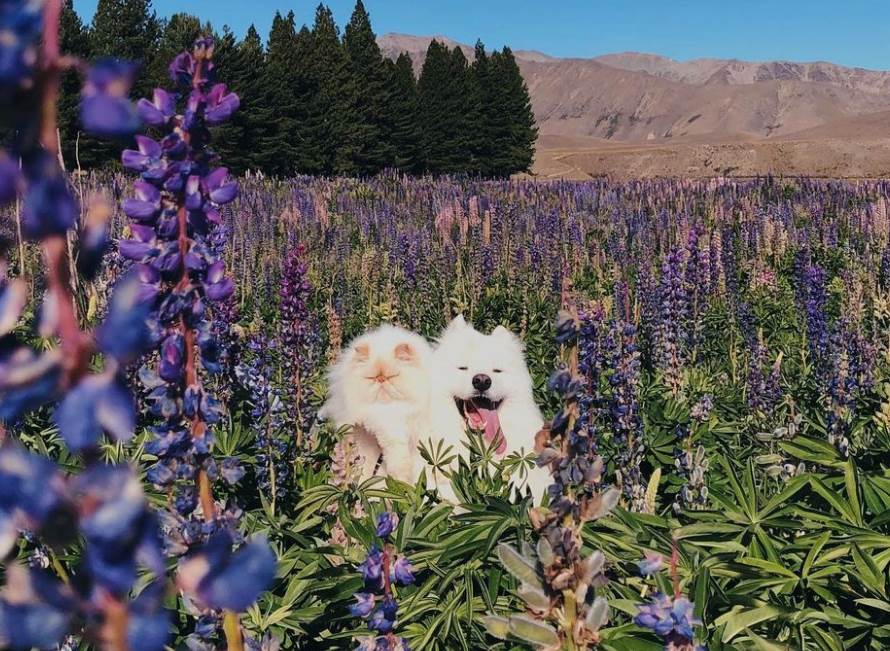 instagram macka i pas fotografije video