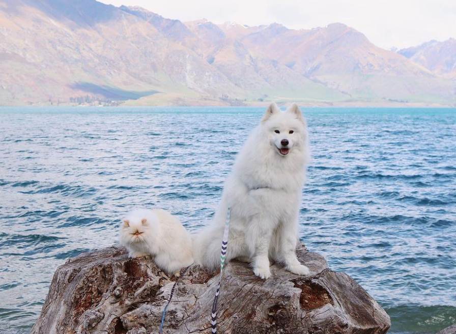 instagram macka i pas fotografije video